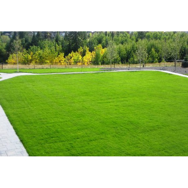 5D Dark Green Mix Çim Tohumu