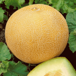 ANANAS | KAVUN TOHUMU