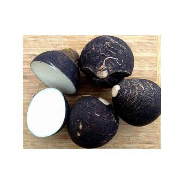 KARAİNCİ | TURP TOHUMU