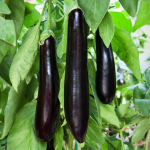 (KEMER 27) PATLICAN TOHUMU
