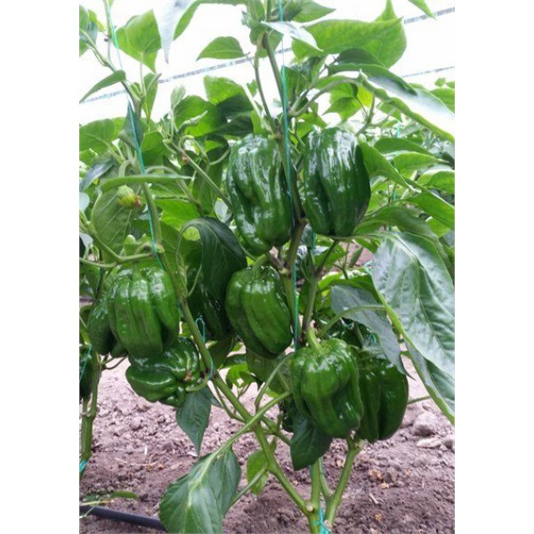 (ANTEP ACI DOLMA) BİBER TOHUMU