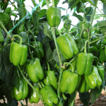 (TATLI KANDİL DOLMA) BİBER TOHUMU