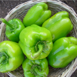(TATLI KANDİL DOLMA) BİBER TOHUMU