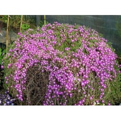 floribundum Acem Halısı, Askılı Saksıda