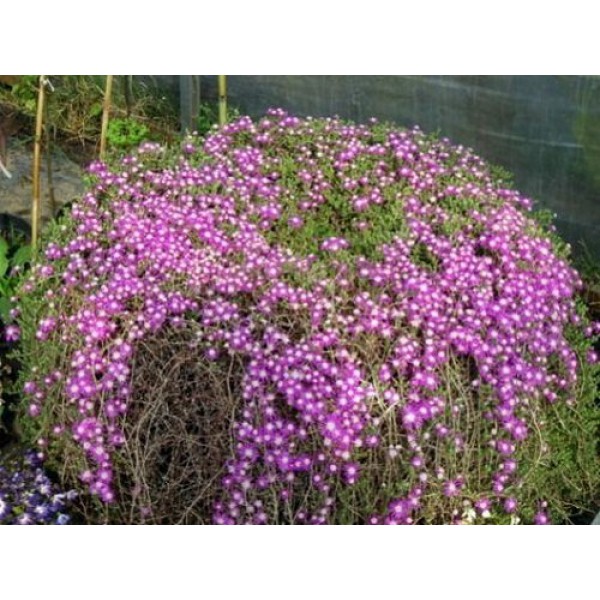 floribundum Acem Halısı, Askılı Saksıda