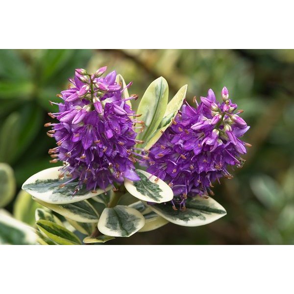 Speciosa Variegata Alacalı Hebe, Saksıda