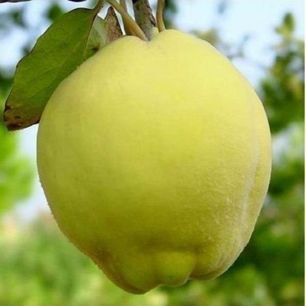 Ege 22 Ayva Aşılı, Tüplü, +120cm