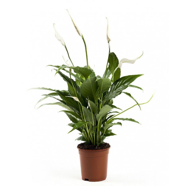 Barış Çiçeği 40-60 cm, Saksıda