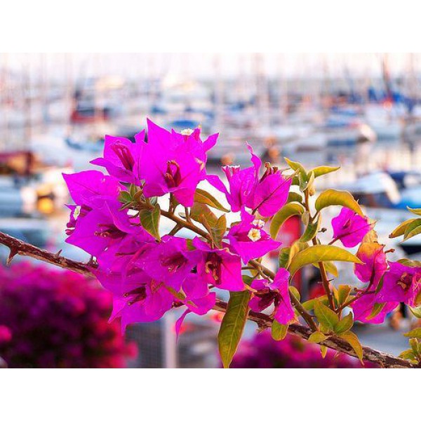 Bougainvillea-Begonvil Fidanı 60-80 cm