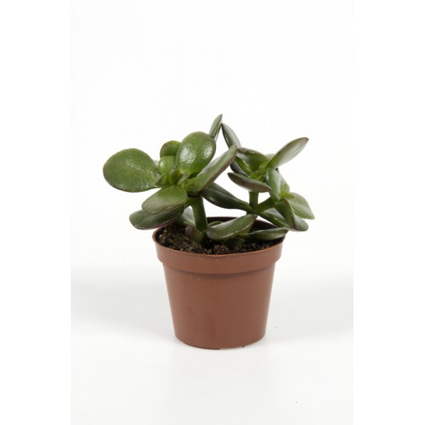 Mini Crassula ovata Bereket Çiçeği, Saksıda, 3 Adet