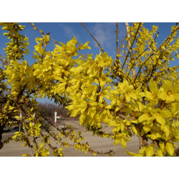Forsythia intermedia Altın Çanak, Saksıda