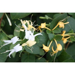 Lonicera Japonica Hanımeli Fidanı, 80-100 cm 5 Adet, Saksıda