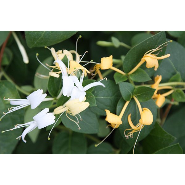 Lonicera Japonica Hanımeli Fidanı, 80-100 cm 5 Adet, Saksıda