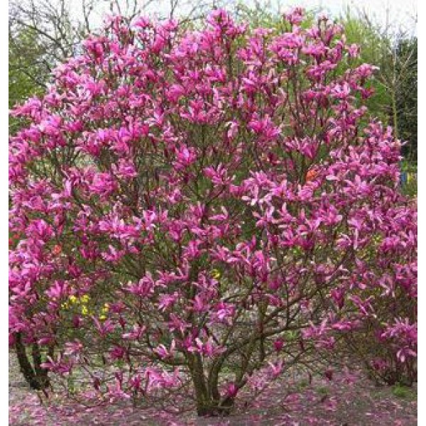 Magnolia Liliiflora SUSAN +100 cm, İthal, Saksıda