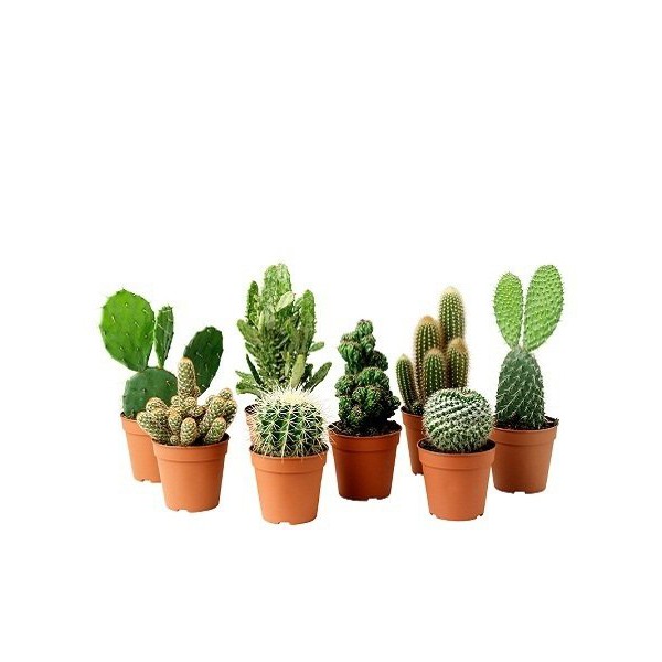 Mini Kaktüs Çeşitleri, 10 ADET, Saksıda