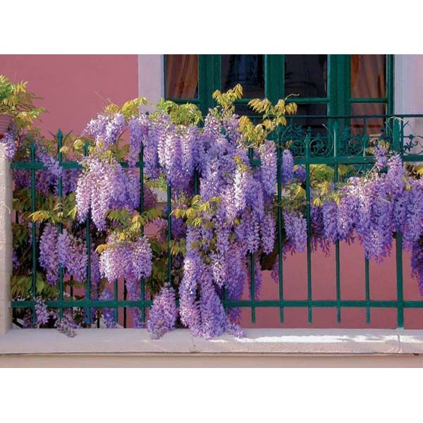 Wisteria floribunda-Mor Salkım Fidanı