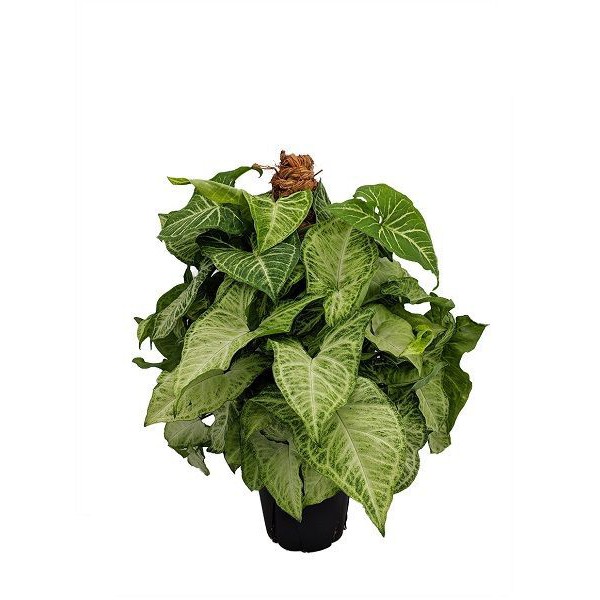 Ok Başı Sarmaşığı, 40-60 cm