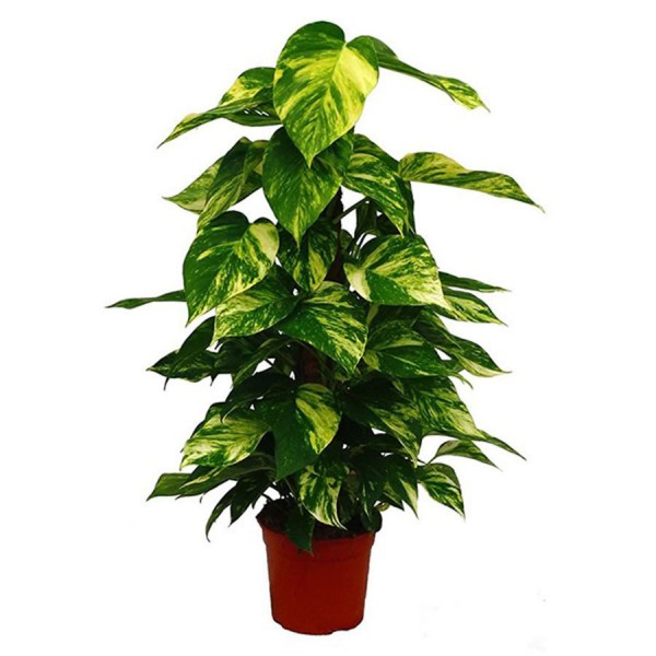 Pothos Sarmaşığı +40 cm , Saksıda
