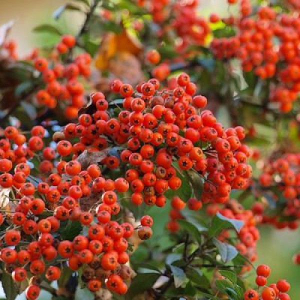 Pyracantha coccinea nana-Bodur Ateş Dikeni Fidanı