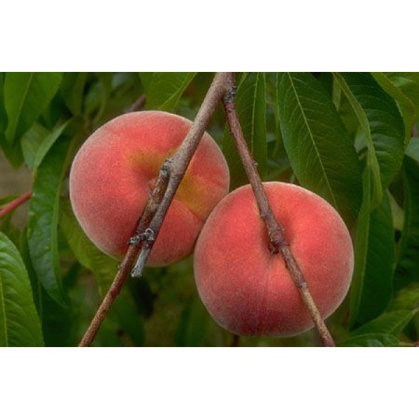 Şeftali Fidanı, R1 RED HAVEN ORTA Aşılı, Tüplü, +120cm