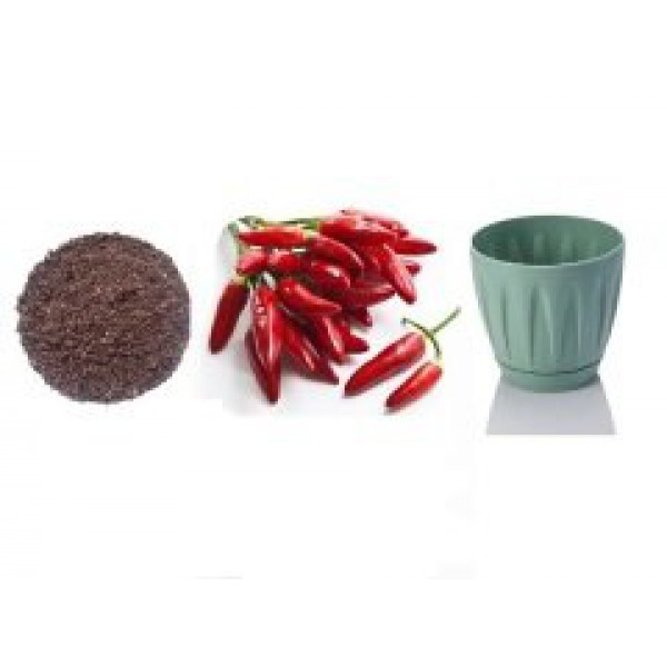 Tabasco Biber Dikim Kiti, Papatya Saksı