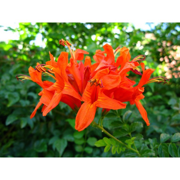 Tecoma Capensis Tekomarya Çiçeği, +100 cm, Saksıda