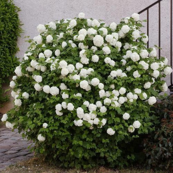 Viburnum Opulus Sterile Snowball, Saksıda