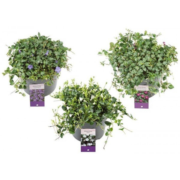 Vinca Minor Küçük Çiçekli Cezayir Menekşesi, Saksıda