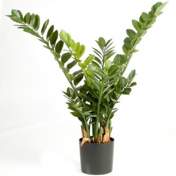 Zamifolia Zamia Çiçeği, Saksıda