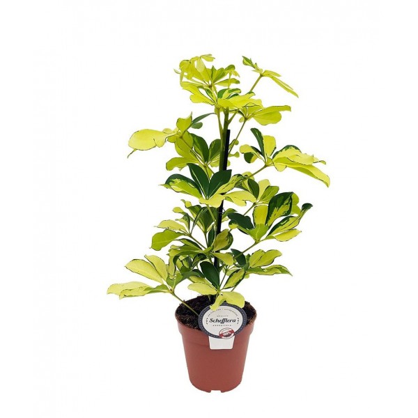 Schefflera arboricola Gold Capella Alacalı Şeflera, 30-40 cm, Saksıda
