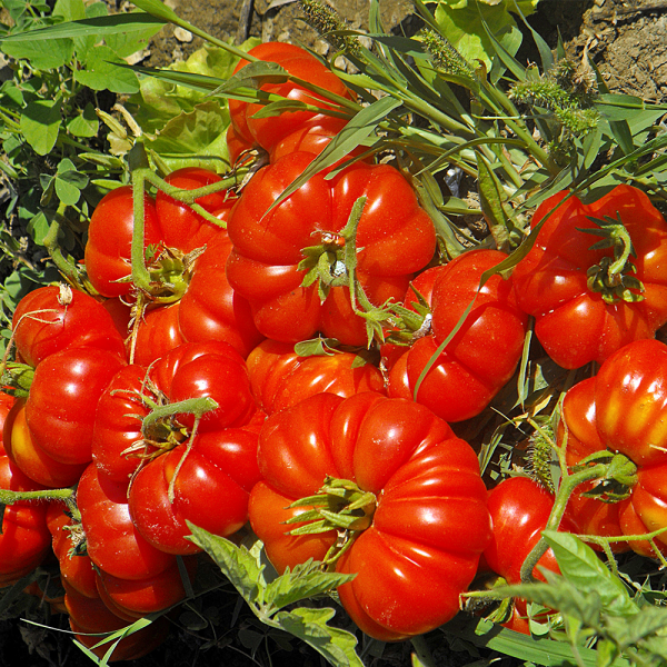 5 GR (KÖY) DOMATESİ TOHUMU