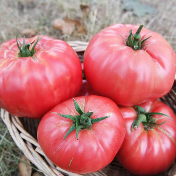 5 GR (PEMBE EGE) DOMATES TOHUMU