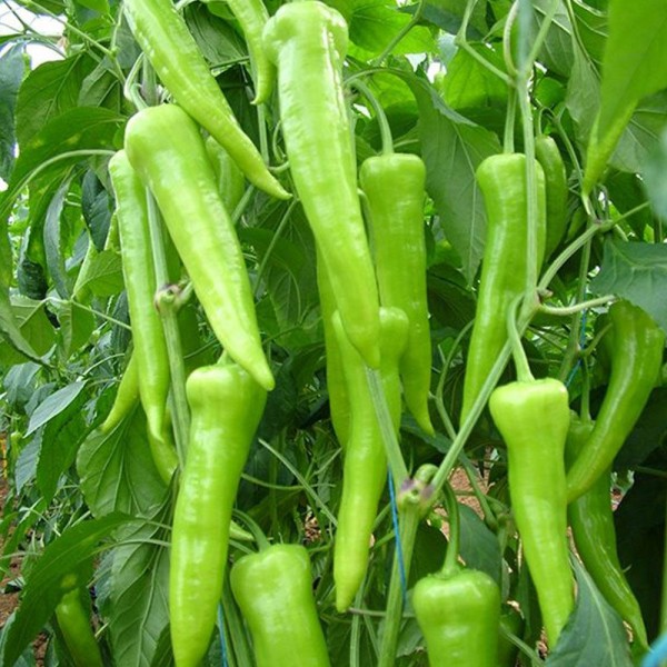 100 GR (YALOVA ÇARLİSTON) BİBER TOHUMU