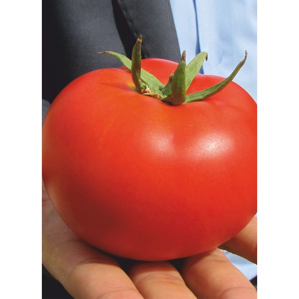 100 GR (DİDEM) DOMATES TOHUMU